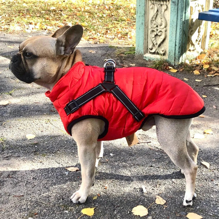 Multifunktionaler Hundemantel